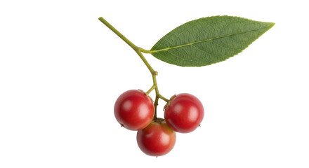 Isolated Berry Branch