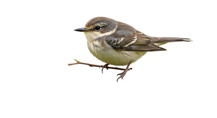 Isolated Small Bird on Branch Wildlife