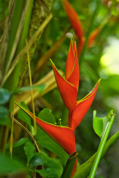 Heliconia bihai inside the flower exotic garden, Mahe Seychelles
