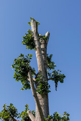 Trimmed tree stands tall under clear blue sky