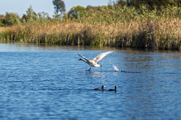 Swan gracefully lands on serene water surface during a peaceful afternoon in a tranquil wetland area