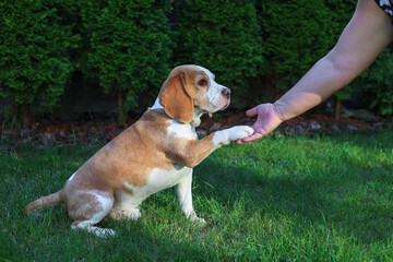 Beagle put his paw on a woman's hand
