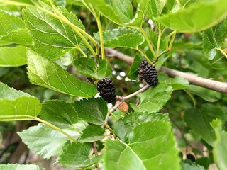 ripe and juicy black mulberry hanging on a tree