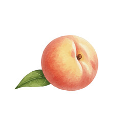 Vector watercolor peach / 水彩テイストの白桃イラスト