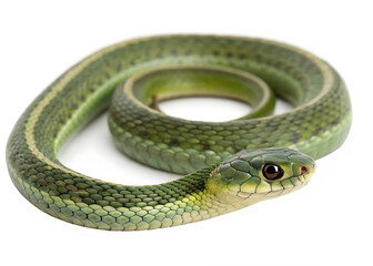 Obraz premium png, ai generated