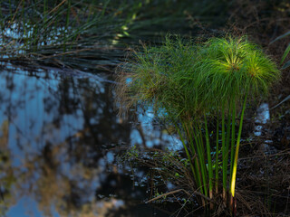 Cyperus Papyrus Paper Reed Feet In Water