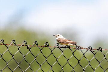 Scissor-tailed flycatcher |  Tyrannus forficatus | Texas, USA | Fossil Rim Wildlife Center