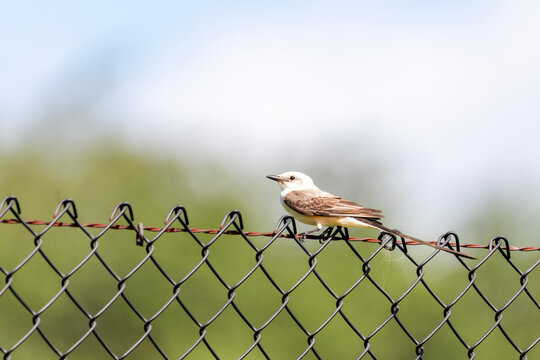 Scissor-tailed flycatcher | Tyrannus forficatus | Texas, USA | Fossil Rim Wildlife Center - Powered by Adobe