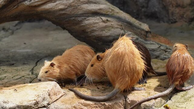 Wet golden nutrias eat quietly in artificial zoo habitat