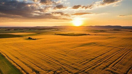 Fototapeta premium wheat agriculture field aerial view
