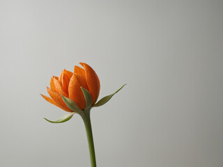 Minimal close-up of an orange flower bud positioned vertically on a smooth neutral background with clean white tones and faint soft shadows below, the image is in HD with visible petal