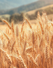 Fototapeta premium Wheat field with a beautiful mountain background