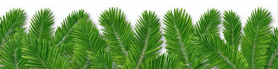 Obraz premium Vibrant Green Evergreen Branches on White Background