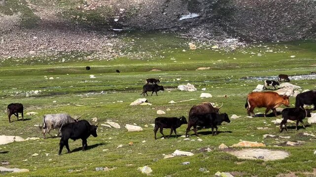 A scenic rural view from Astore, Pakistan, showing a yak and cows grazing in green meadows with a fast-flowing lake in the background, captured on the way to Deosai.