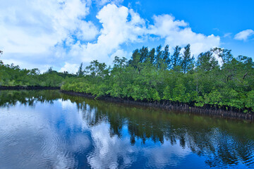 Fototapeta premium Port launay mangrove, covers 121 hectares of land, Mahe Seychelles