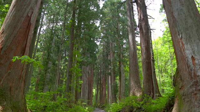 長野 戸隠神社奥社 参道の杉並木を歩む