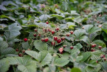 Wild strawberry (Fragaria vesca), fruiting plant. Red riping fruits with calyxes growing on green carved foliage. Woodland food. Collecting wild-growing berries.