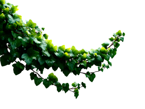 Curved ivy branch with dense small heart-shaped leaves flowing from left to right, styled naturally on white background, isolated to transparent background