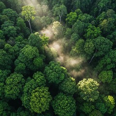 An aerial perspective showing the dense, untouched green canopy of a tropical rainforest, shrouded in morning mist.