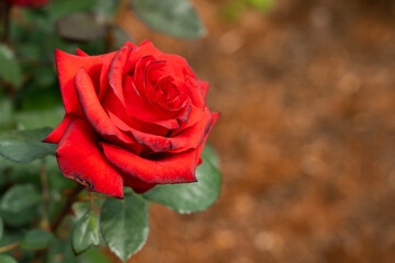 Bloom red rose with green leave in the garden