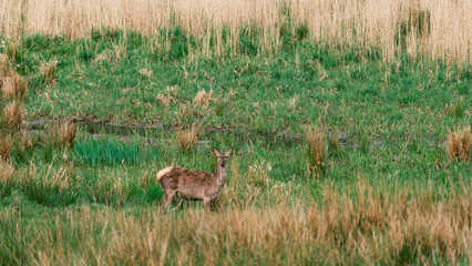 Majestic deer grazing in the lush green fields of Denmark during a serene summer day