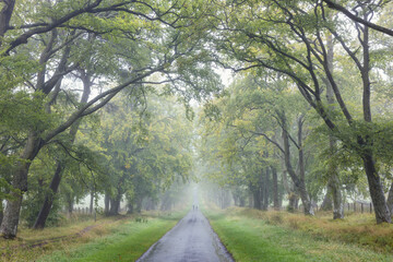 Misty tree-lined avenue with two distant walkers beneath arching green branches, creating a serene and ethereal forest atmosphere in soft morning light