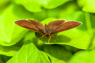 Brown butterfly on green leaves 