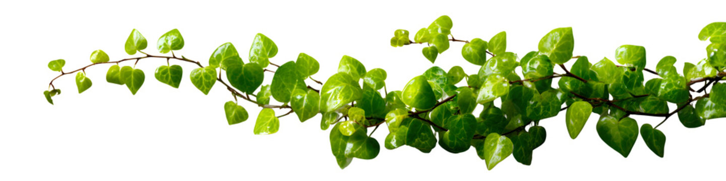 Long creeping vine with tiny heart-shaped leaves trailing across the canvas, cutout with precision on white background, isolated to transparent background