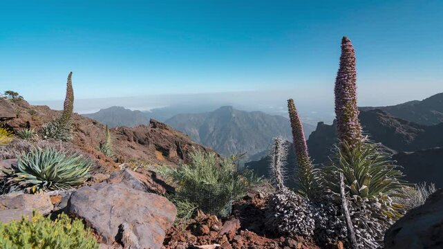 A stunning mountain view at Roque de los Muchachos with unique plants in focus