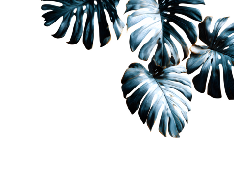 Overlapping layered shadow silhouettes of different tropical leaves on a white surface, minimalist artistic overlay style, isolated to transparent background - Powered by Adobe