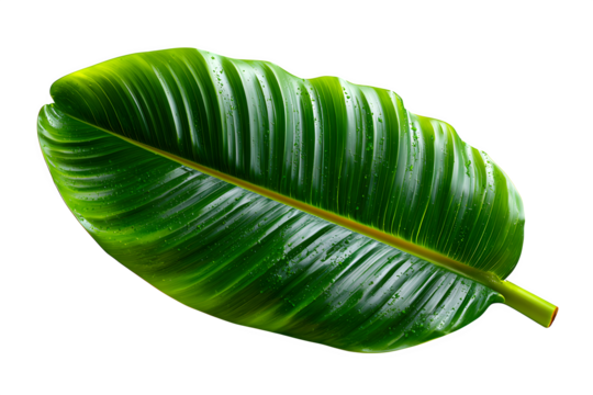 Realistic banana leaf top-view with visible veins and soft tear textures, styled flat on white, isolated to transparent background