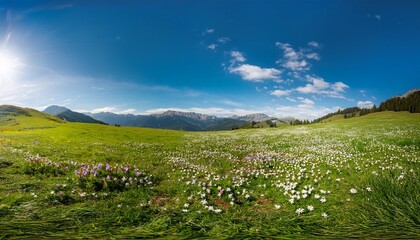 wide panorama of a meadow with spring flowers
