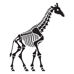 The anatomy of height and grace – Giraffe skeleton silhouette transformed into a stylized Giraffe skeleton vector – Giraffe skeleton illustration

