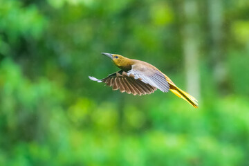 Russet-backed Oropendola Flying against a vibrantly blurred green background of lush forest foliage. The bird has a distinct olive-brown body, a pale yellowish head.