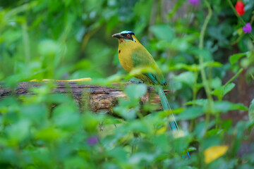ndean Motmot, Momotus aequatorialis, distinguished by its bright olive-green body, a blue crown, and a distinctive black mask around its red eyes.