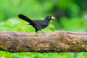 Red-rumped Cacique Cacicus haemorrhous, perched on a thick, mossy tree branch. The bird has...