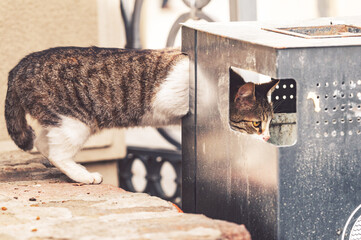 A curious black and white cat peers intently into a metal street trash bin. Urban setting, monochrome tones, showcasing feline curiosity and scavenging behavior