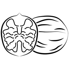 walnut icon, healthy food illustration.