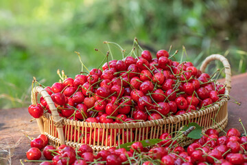 Fresh cherries picked from the tree. Fragrant sour cherries, the favorite fruit of spring