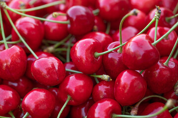 Fresh cherries picked from the tree. Fragrant sour cherries, the favorite fruit of spring