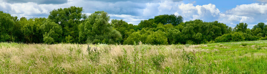 Panoramic view of a summer meadow with tall grass and dense green trees under a dramatic sky. Perfect for backgrounds, banners, and nature-themed design.