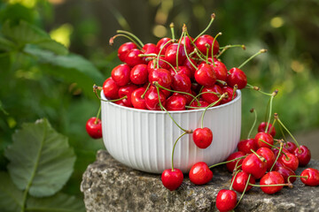 Fresh cherries picked from the tree. Fragrant sour cherries, the favorite fruit of spring