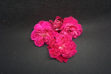 Close-Up of Vibrant Red Roses on a Dark Textured Background