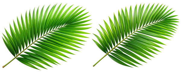 Obraz premium Set of Full-view realistic palm tree with detailed foliage and textured trunk, isolated on a transparent background.