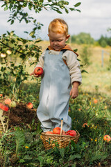A little red-haired boy collects red apples in his wicker basket. Autumn harvest in the garden