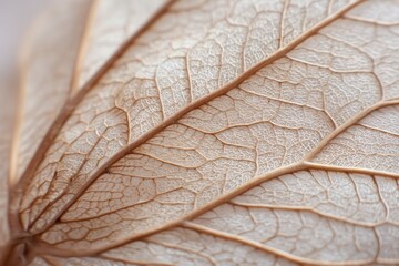 Obraz premium Dried leaf veins close up