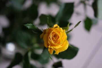 yellow rose on a green background