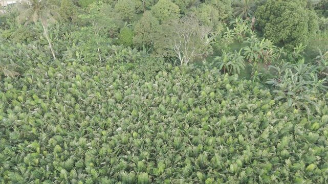 Masjid Al Hadi Paguyangan aerial