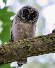 Long-eared owl