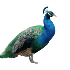 Obraz premium Blue Green Peacock Bird isolated on a transparent background